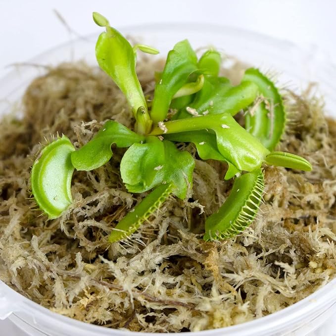 2.1 lb Sphagnum Moss for Plants, Carefully Selected Clean Sphagnum Moss Brick for Rooting Plants