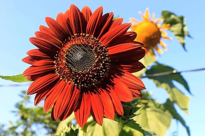 Black Duck Brand Set of Flower Seed Packets! Flower Seeds in Bulk - Great for Creating The Garden of Your Dreams! (25, Velvet Queen Sunflower)