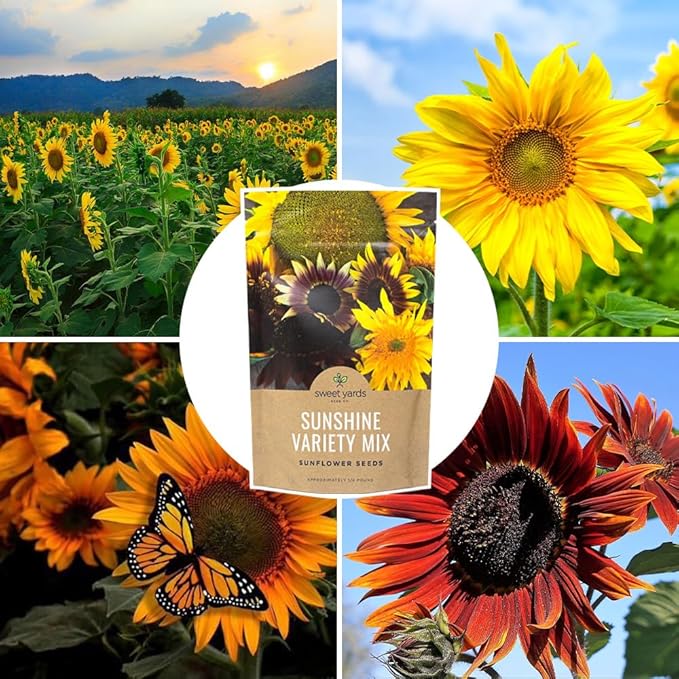 Bulk Sunflower Seeds - Variety Mix 10 Types of Beautiful Sunflowers - 1/4 Pound Bag Open Pollinated Sunflower Seeds for Planting