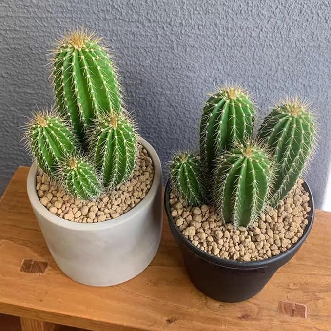 Succulent and Cactus Maifanitum Stones Garden Accessorie Rocks Pumice for Indoor Plants, Bonsai, Fairy Gardening, Vases Fillers, Terrarium, 2lb