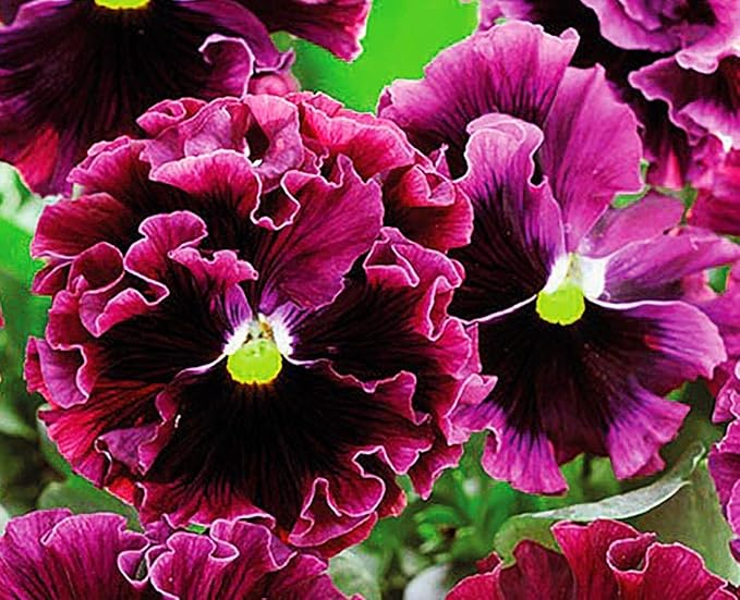 Ruffled Frilly Mixed Pansy Seed 40+ Seeds for Planting Frizzle Sizzle Flower