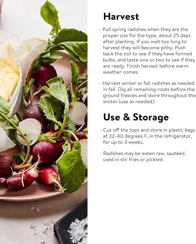 Burpee Cherry Belle Radish Seeds 1000 seeds