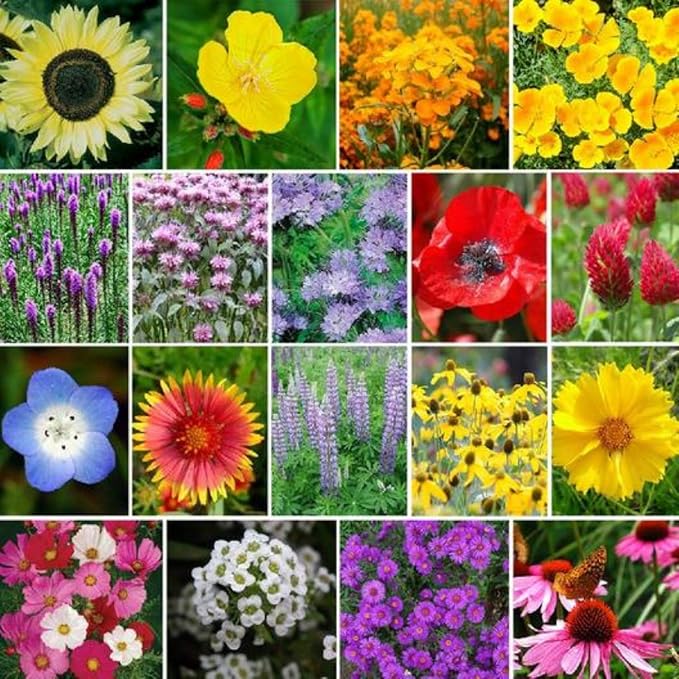 65,000+ Seeds Honey Bee Wildflower Pollinator Mix - Perennial & Annual Wild Flowers for Spring & Fall - Planting Outdoors to Save The Bees - California Poppy, Primrose, Bergamot & More