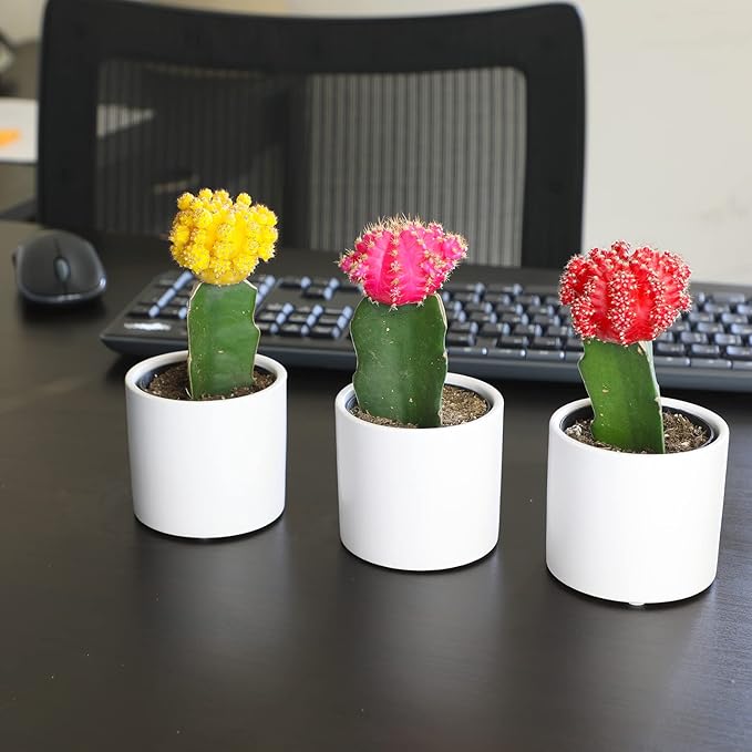Grafted Cactus Plants Live in White Plant Pots (3 PK), Live Cactus Plant in Cactus Soil Potting Mix, Live Mini Cactus Succulents Plants Live Cacti, Cactus Pots with Live Succulents by Plants for Pets