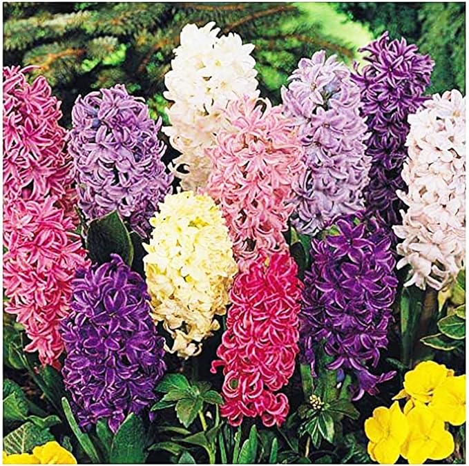 10 Hyacinth Bulbs - Cotton Candy