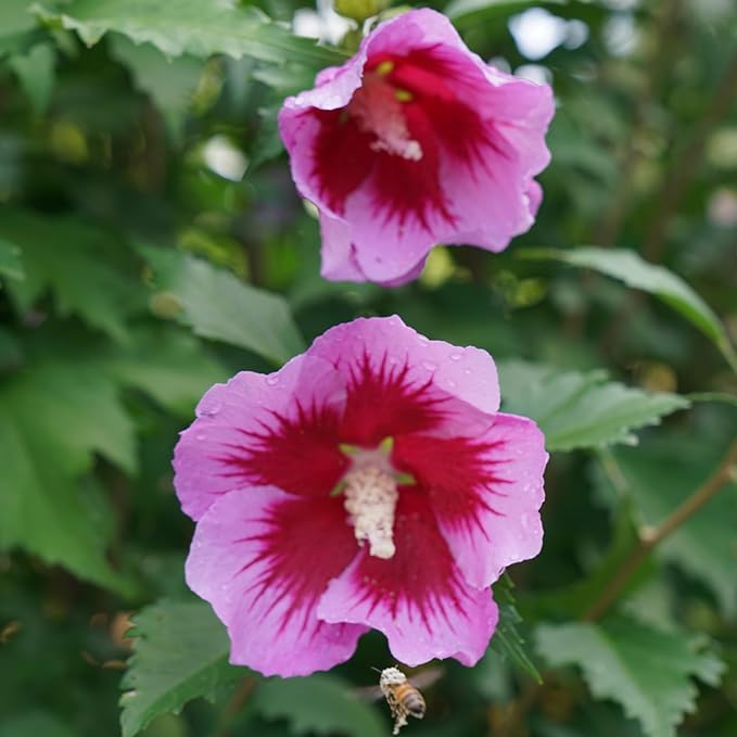 2 Gallon Proven Winners Hibiscus Purple Pillar Shrub