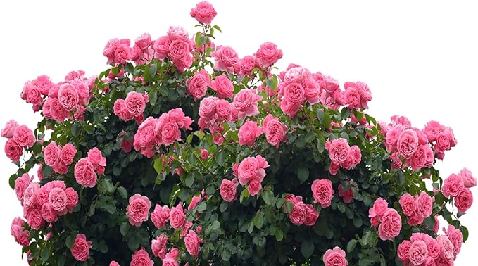 Small Granular Water Crystal for Grow Firm and Smooth Lawn and Keep Garden Plants Thriving (10 Pound)