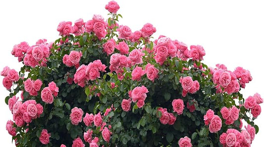 Small Granular Water Crystal for Grow Firm and Smooth Lawn and Keep Garden Plants Thriving (10 Pound)