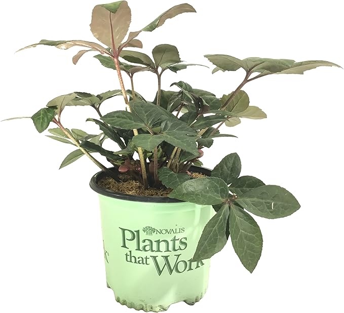 Gold Collection Merlin Lenten Rose - Helleborus Merlin - 19cm