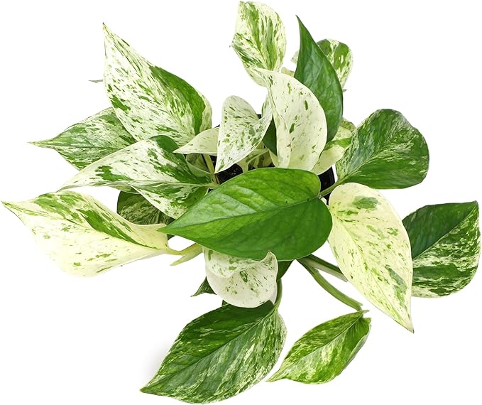 Marble Queen Pothos Plant in 4 Inch Planter Pot for Plants, Low Light Plants Live Houseplants, Pothos Live Plant Decor, Live Plants Indoor Plants Live Houseplants Live Indoor Plants by Plants for Pets