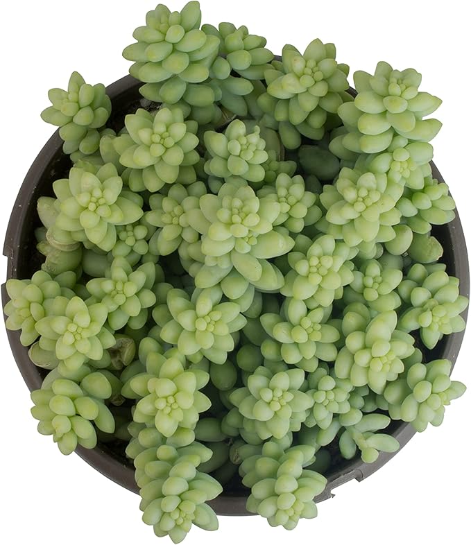 6" Sedum Burrito, Burros Tail Succulent Plants Live Succulent, Sedum Plants Live Succulents Plants Live Houseplants Live Indoor Plants Live Plants Indoor House Plants Indoors Live by Plants for Pets