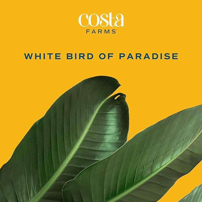 Costa Farms White Bird of Paradise Plant (2-Pack), Live Indoor Plants Houseplants in Indoors Planter Pots, Soil, Housewarming Gift, Living Room, Office, and Home Decor, 3-4 Feet Tall