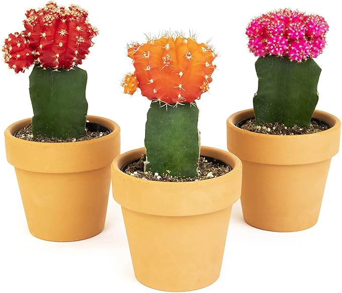 Grafted Cactus Plants Live in Clay Pots for Plants (3 PK), Live Cactus Plant in Cactus Soil Potting Mix, Live Mini Cactus Succulents Plants Live Cacti, Live Succulents in Cactus Pot by Plants for Pets
