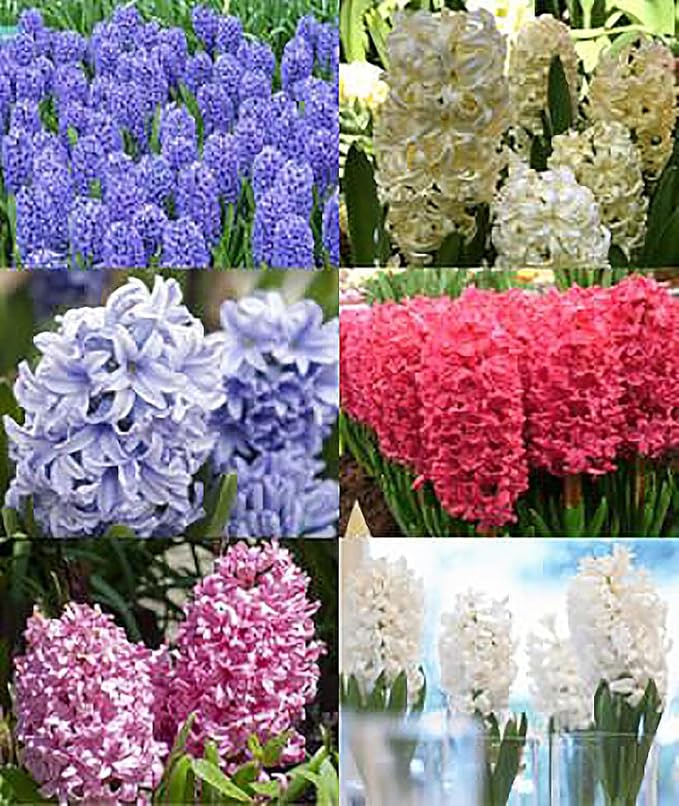 10 Royal Purple Hyacinth Bulbs - Peter Stuyvesant, 16-17 cm, Zones 4-10 (Pre-Chilling Required for Zones 8-10), Stunning Spring Blooms