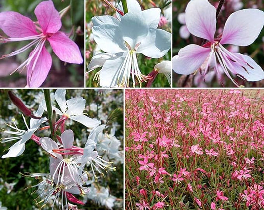 100+ Gaura lindheimeri Flower Seeds White & Pink Gaura Whirling Butterflies Summer Breeze