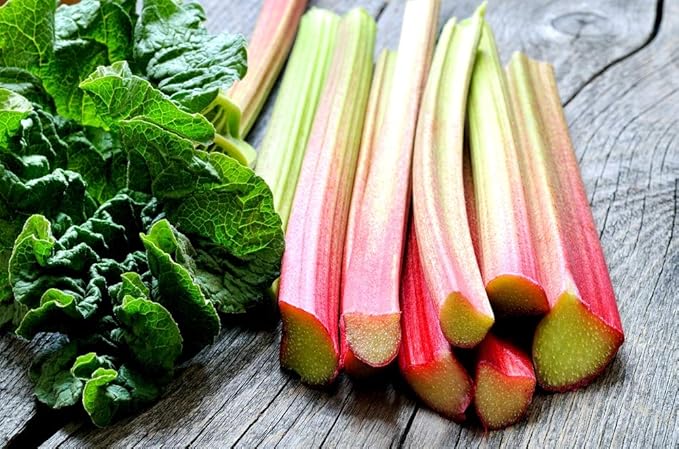 Rhubarb Seeds for Planting Pie Plant Rheum Australe About 50 Seeds