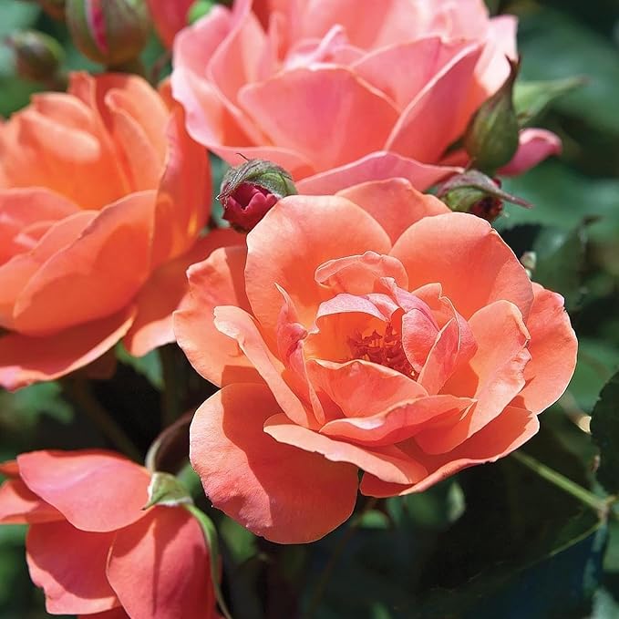 1 Gallon,The Coral Knock Out® Rose Plant with Brick Orange Fading to Coral Blooms