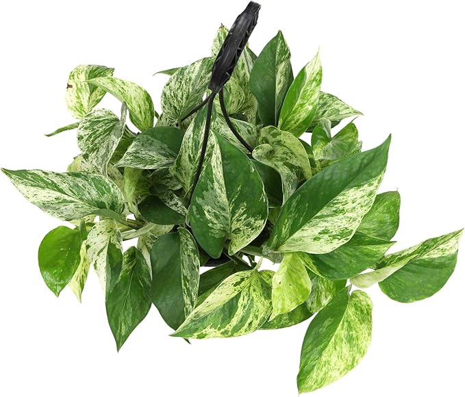Marble Queen Pothos Hanging Basket, Variegated Pothos Live Plant Decor, Real Pothos Plant with Hanger, Desk Plant & Office Plant, Plant Gift, Easy to Grow House Plant by Plants for Pets
