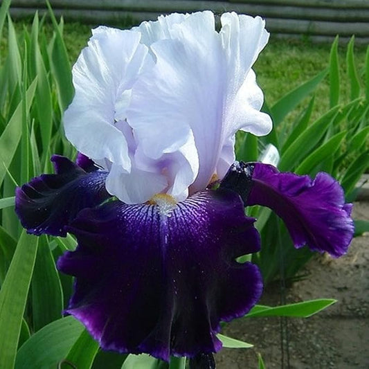 CHUXAY GARDEN 50 Seeds Iris 'Global Crossing' (Bearded Iris),Tall Bearded Iris,Iris Germanica,Late Midseason Irises Hybrid Flowering Plants Drought Tolerant Striking Landscaping Plant Low-Maintenance