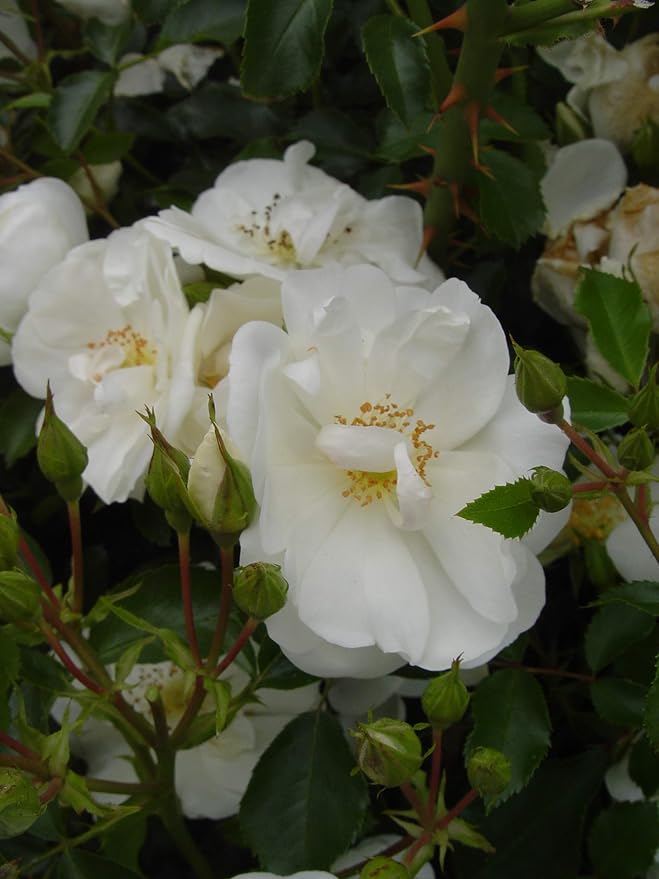 Flower Carpet Roses - Rosa White (Rose) Rose, double white flowers, #2 - Size Container