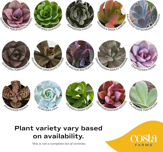 Costa Farms Succulents, Live Succulent Plants (18-Pack) Assorted Grower's Choice Live House Plants, Nursery Planter Pots, Potting Soil Mix, Bulk Gift for Baby Shower, Bridal Shower, DIY, Party Favors