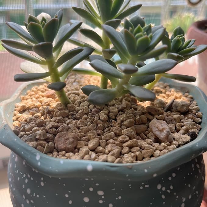 Succulent and Cactus Maifanitum Stones Garden Accessorie Rocks Pumice for Indoor Plants, Bonsai, Fairy Gardening, Vases Fillers, Terrarium, 5lb