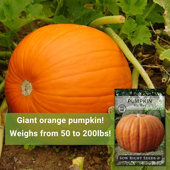 Sow Right Seeds - Big Max Pumpkin Seeds for Planting - Non-GMO Heirloom Packet with Instructions to Plant a Home Vegetable Garden - Decorative Autumn Variety for Carving - Giant Fast Growing (2)