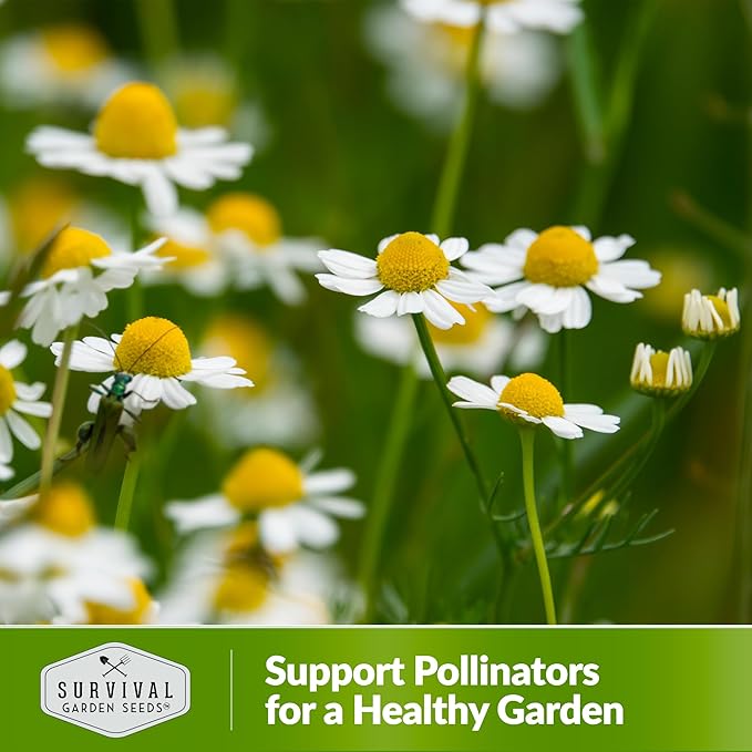 German Chamomile Seeds for Planting - 1 Packet with Instructions to Plant and Grow Matricaria chamomilla in Your Home Herb Garden - Non-GMO Heirloom Variety - Survival Garden Seeds