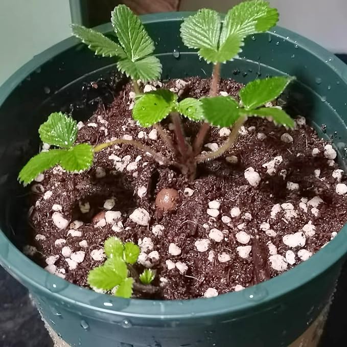 2 Quart Organic Perlite Horticultural Soil Amendment for Plants and Enhanced Drainage Enhanced Growth Organic Perlite Soil for Healthy Root Development