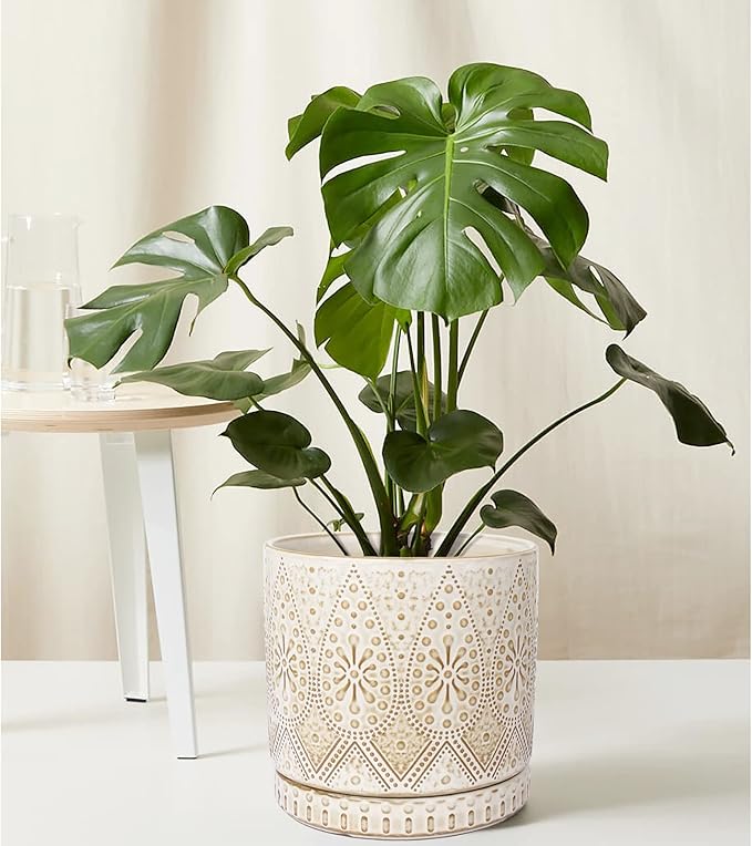 8 Inch + 6 Inch Indoor Plant Pot with Drainage Holes and Saucers, Ceramic Planter for Plants, Succulent Orchid Flower Pots