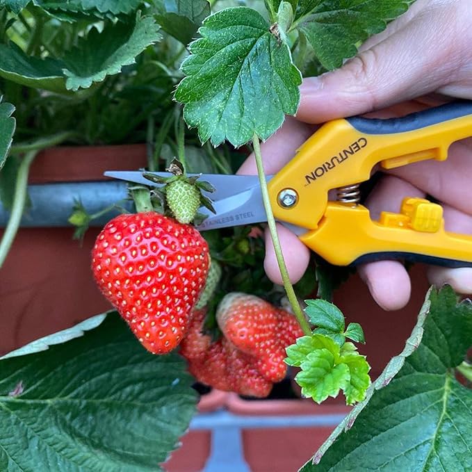 Centurion 201 Hand Pruner Shears, 2-Piece Set, 6½" Straight & Upward Curved Stainless Steel Blades, Hardened & Precision Ground, Ideal for Indoor and Outdoor Gardening, Trimming, and Precision Cutting