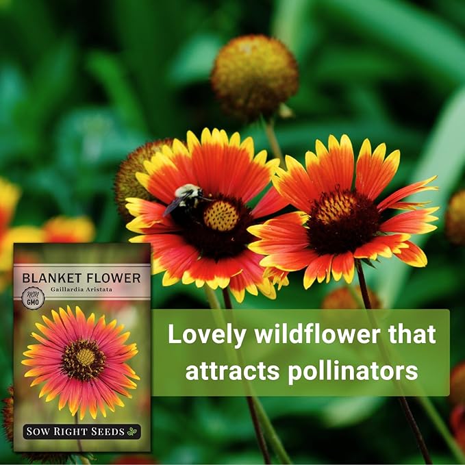 Sow Right Seeds - Blanket Flower Seeds for Planting - Non-GMO Heirloom Seeds Packet with Instructions to Plant Your Garden - Perennial Indian Gaillardia - Grow Native Gardens, Add a Color Bonanza (1)