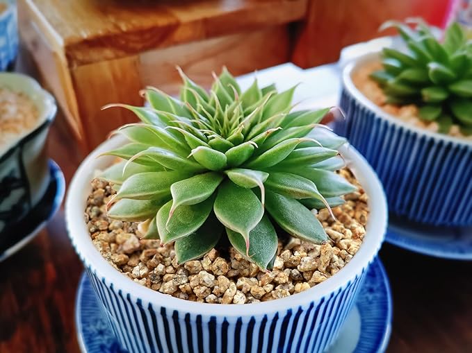 2.4lb Succulent and Cactus Maifanitum Stones, Décor & Additive Rocks,DIY Rocks Gravel for Bonsai, Fairy Gardening, Vases Fillers, Terrarium