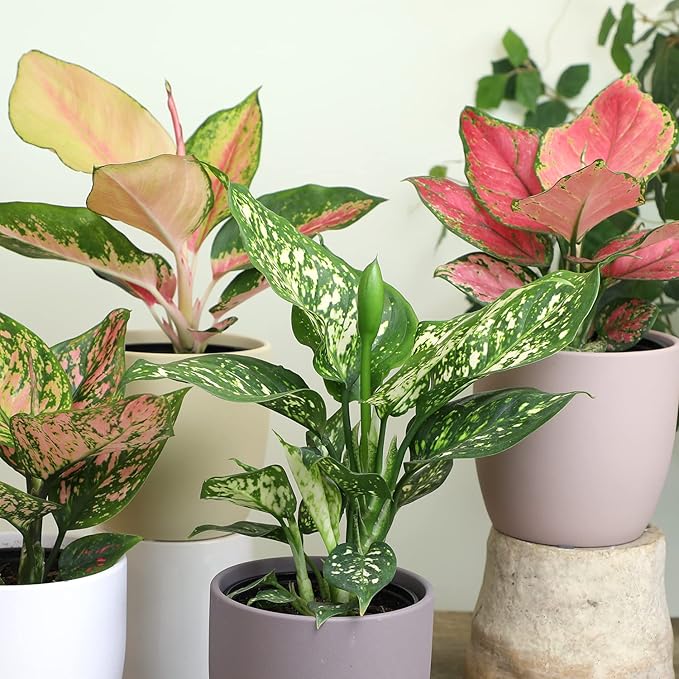 Chinese Evergreen Live Plant Assortment 4PK, Aglaonema Live Plant 4 Inch Plant Pots, Office Plants, Live House Plants Indoors, Live Plants Indoor Plants Live Houseplants Live Indoor by Plants for Pets