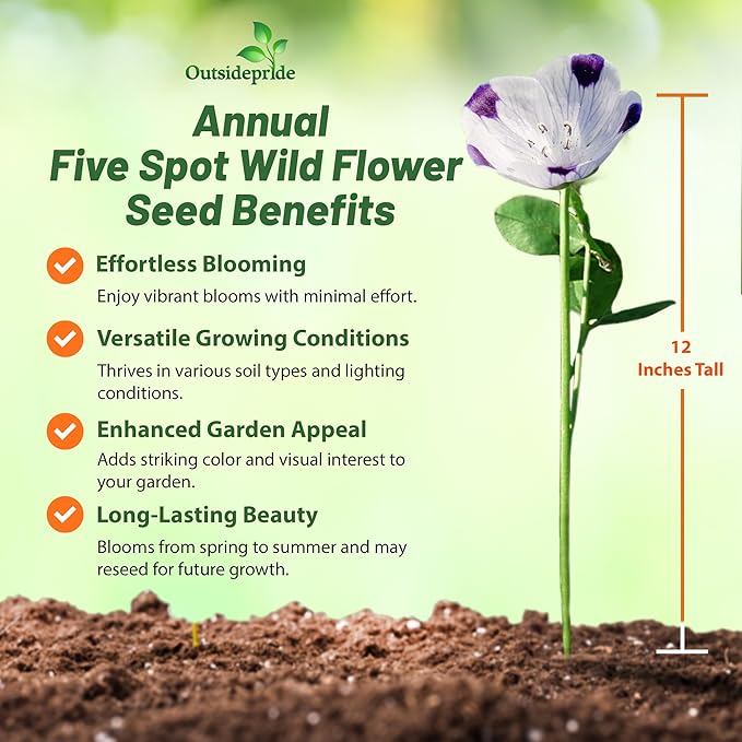Outsidepride 1 lb. Annual Nemophila Five Spot Wild Flower Seeds for Planting