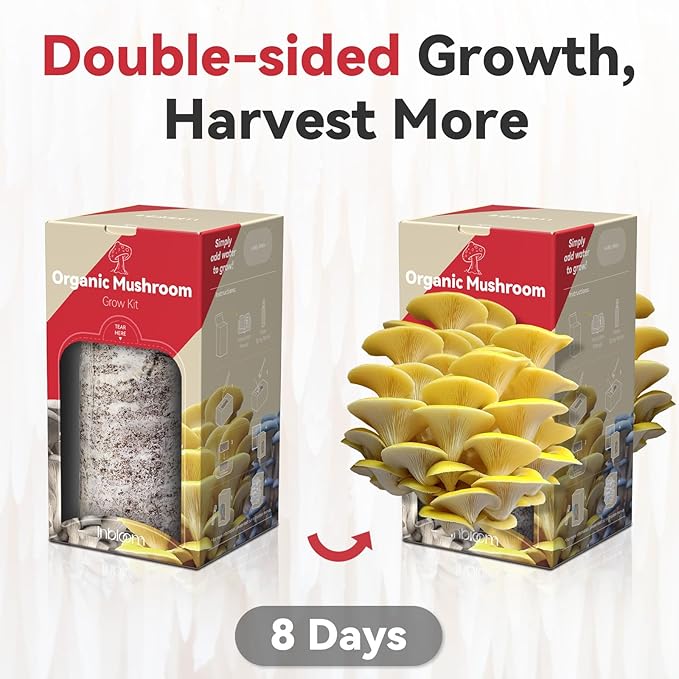 inbloom Organic Golden Oyster Mushroom Growing Kit with Spray, Harvest Fresh Mushrooms at Home, Beginner Friendly & Easy to Use, Unique Gardening Gift for Holiday, Handmade in New Jersey, USA