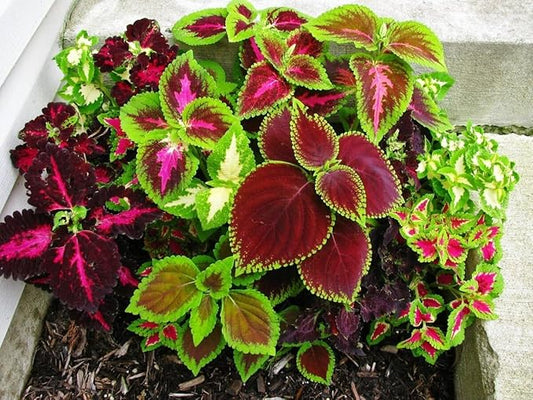 100+ Seeds Coleus Variety Mix (Black Dragon, Chocolate Covered Cherry, Wizard Coral Sunrise, French Quarter, Watermelon, Wizard Rose, Wizard Jade) - Flower Multicolor