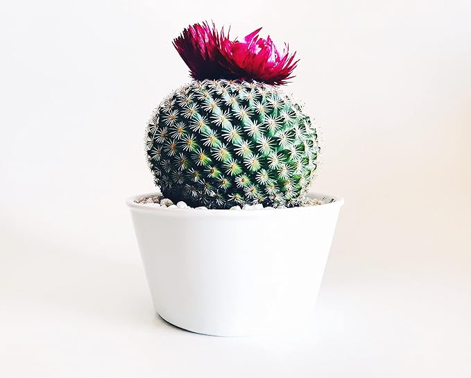 Black Lava Rock | 2 Quarts Bag | 1/4” Particle Size | Soil Aggregate for Bonsai, Cactus, Succulents, and More | Enables Optimal Drainage and Soil Aeration | The Bonsai Supply