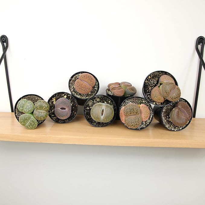 Altman Plants XL Giant Living Stones Succulents (8PK) Lithops Live Plants & Real Succulents, Pet Safe Plants & Live Succulent Plants, Pet Friendly Plants, Live Plants in 2.5" Pots with Succulent Soil