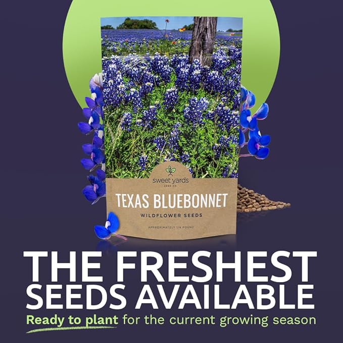 Texas Bluebonnet Wildflower Seeds - Bulk 1/4 Pound Bag - Over 4,000 Native Seeds - Texas State Flower!