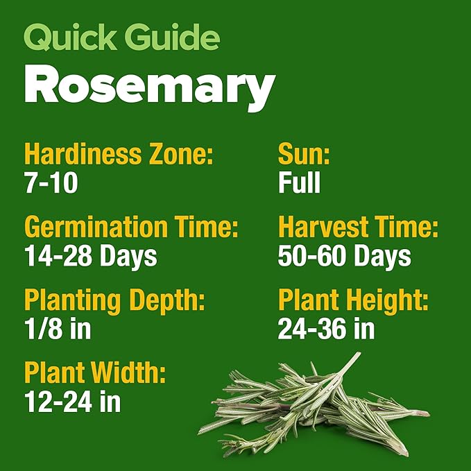 HOME GROWN Rosemary Seeds Pack - 300 High Germinating Non-GMO Heirloom Herb Seeds for Planting in Indoor or Outdoor Herb Gardens - USA Sourced (Salvia rosmarinus)