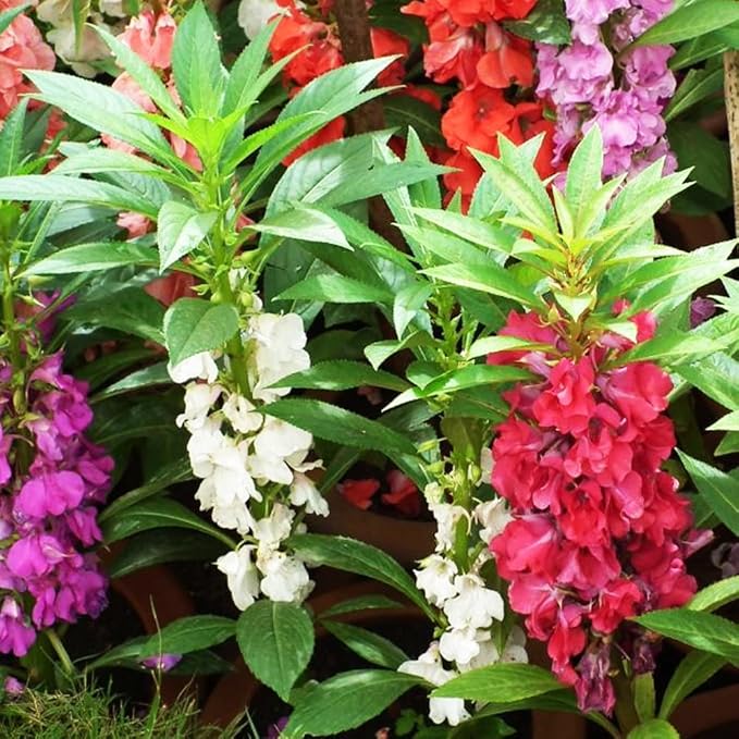 50+ Colorful Garden Balsam Impatient - Flower Mix