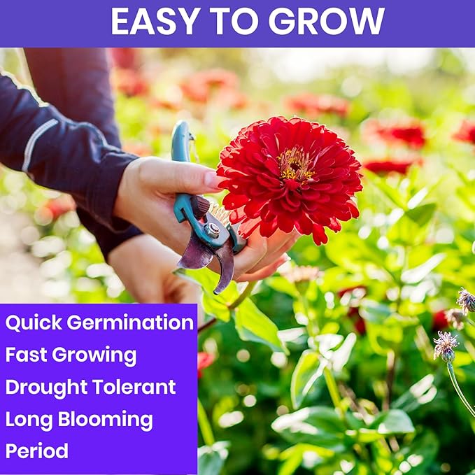 NatureZ Edge Zinnia Seeds for Planting Outdoors – California Giants Flower Seeds, Bulk Semillas de Flores para Sembrar, 1 Oz
