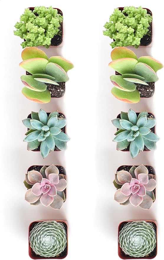 Shop Succulents Assorted Succulent Plant Pack Collection - Live Mini Succulent Plants, Low Maintenance, Mixture of Colors & Textures - Wedding and Party Favors, Gift & Garden, Pack of 10