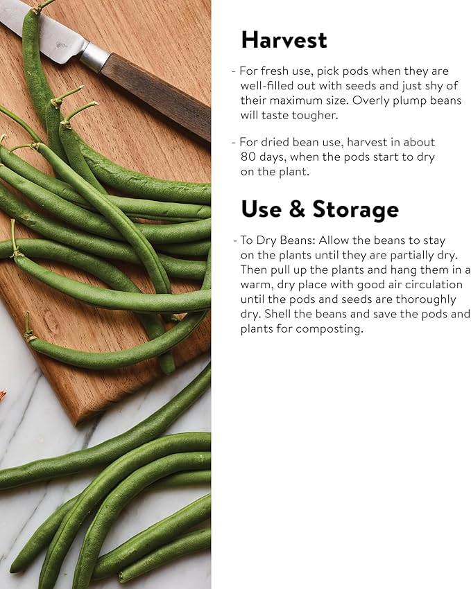 Burpee Kentucky Blue Pole Bean Seeds 2 ounces of seed