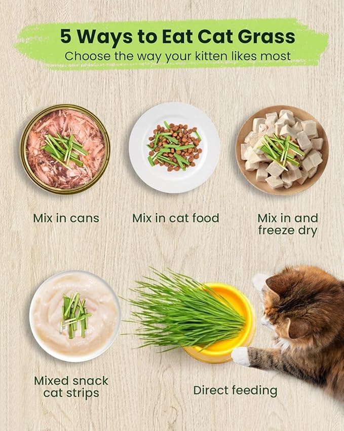 1 Pound Non-GMO Organic Wheat Cat Grass Seeds - Individual Packets for Easy Planting and Storage - Heirloom Oat Barley Blend for Indoor Cats