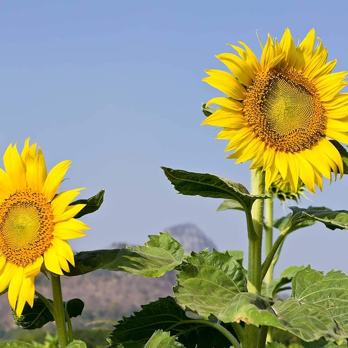 400+ Huge Organic Mammoth Grey Stripe Sunflower Seeds for Planting - Helianthus annuus - Attract Hummingbirds, Butterflies, Bees, & More - Large Flowers Produce Edible Seeds - Bulk Sun Flower Garden