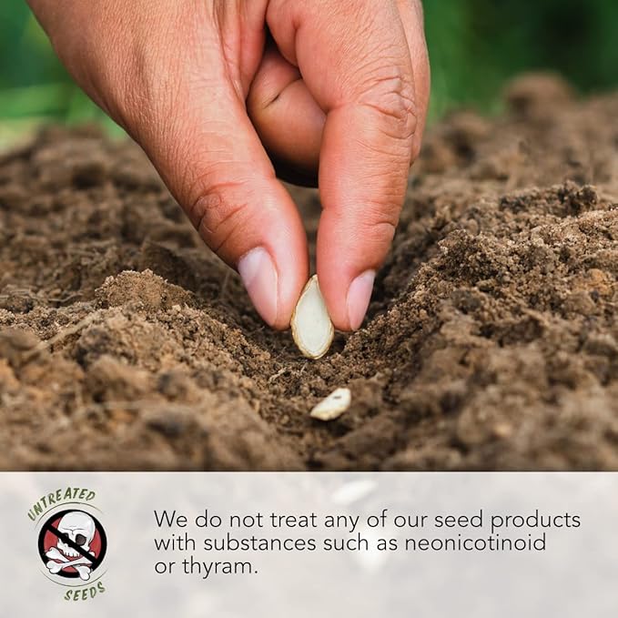 Seed Needs Peach Melba Nasturtium Seeds for Planting - Heirloom, Untreated & Open Pollinated - Edible Yellow Colored Flowers to Plant a Butterfly Garden (Small Pack)