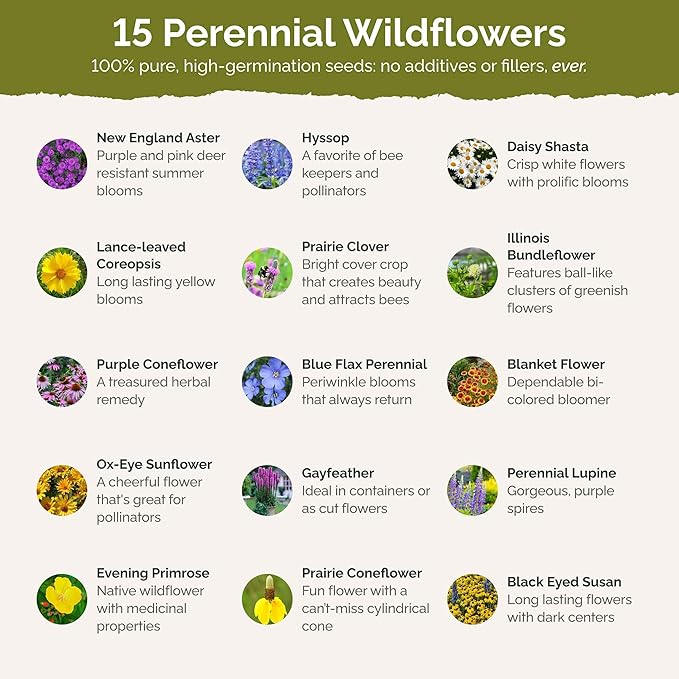 Eden Brothers Midwest All Perennial Wildflower Mixed Seeds for Planting, 1 lb, 480,000+ Seeds with Hyssop, Shasta Daisy | Attracts Pollinators, Plant in Spring or Fall, Zones 3, 4, 5, 6, 7, 8, 9, 10