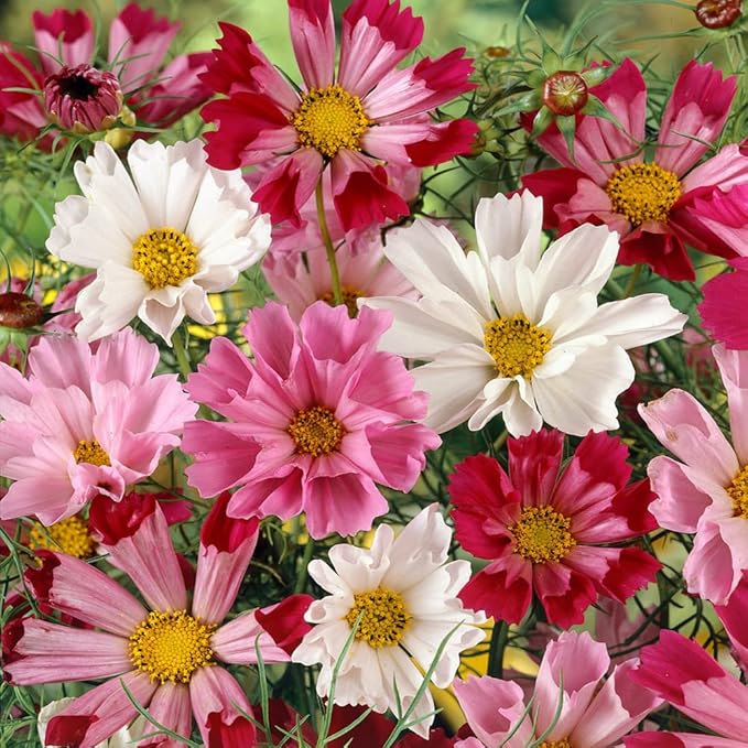 Outsidepride 500 Seeds Annual Cosmos Bipannatus Sea Shells Cut Flower Seed Mix for Planting